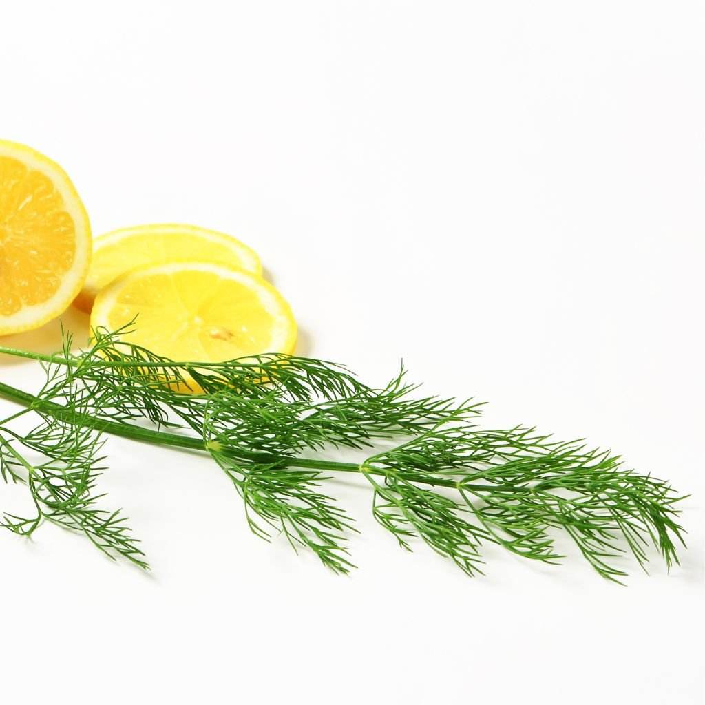 Dill Weed