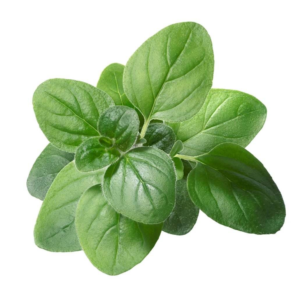 Oregano Leaves