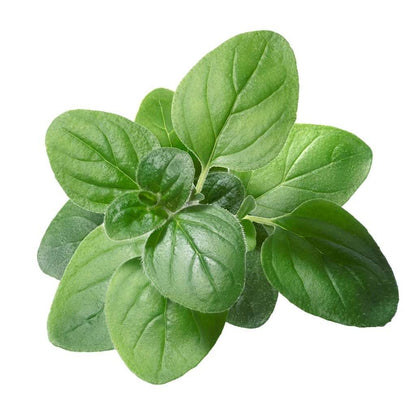 Oregano Leaves