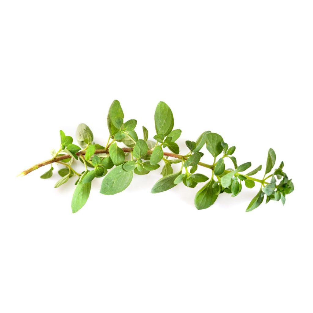 Oregano Ground