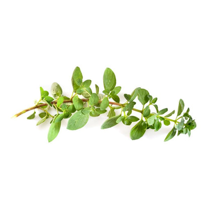 Oregano Ground
