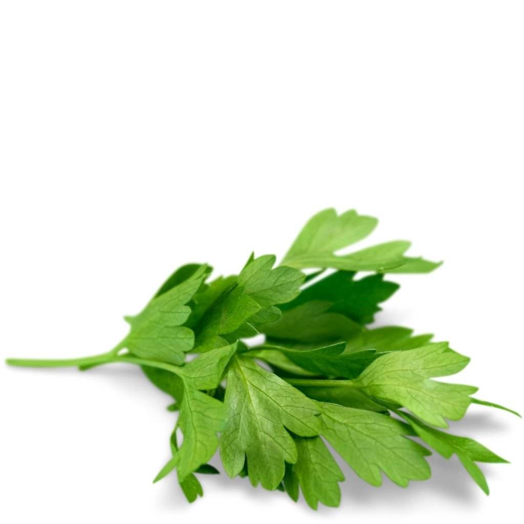 Cilantro Leaves