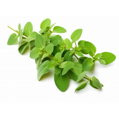 Marjoram Leaves