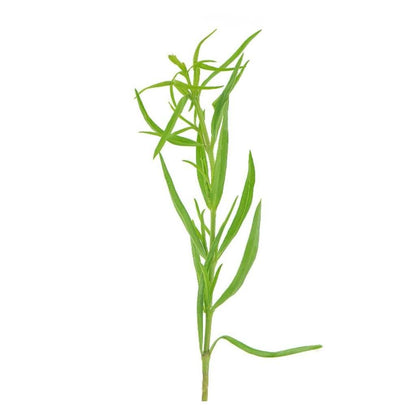 Tarragon Leaves