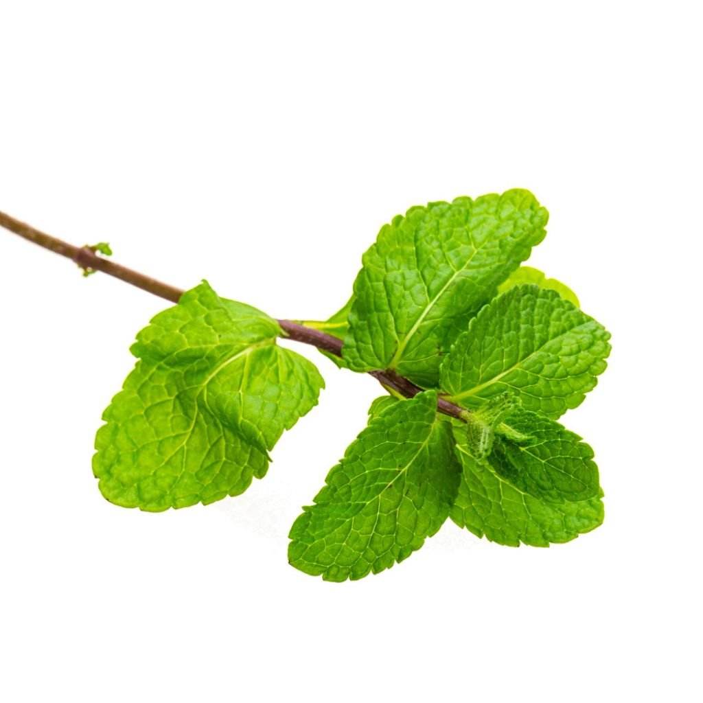 Spearmint Leaves Crushed