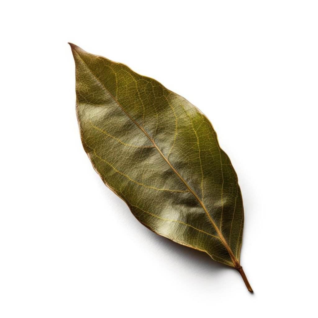 Bay Leaf