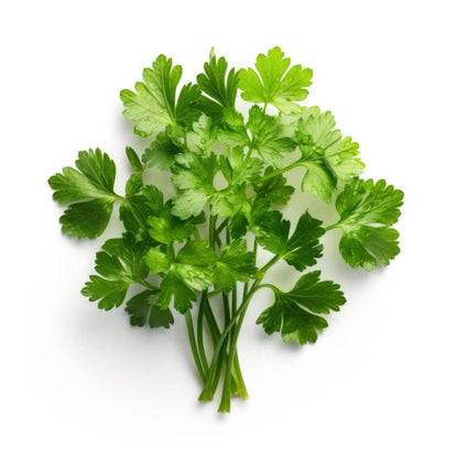 Parsley Curly