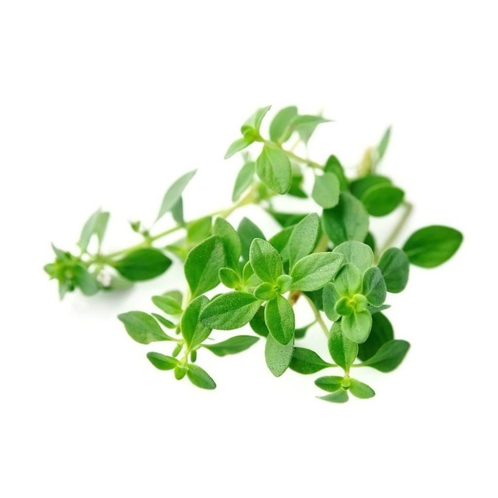 Oregano Ground
