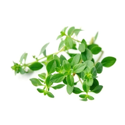 Oregano Ground