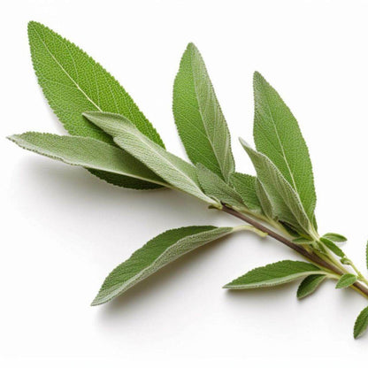 Bay Leaf