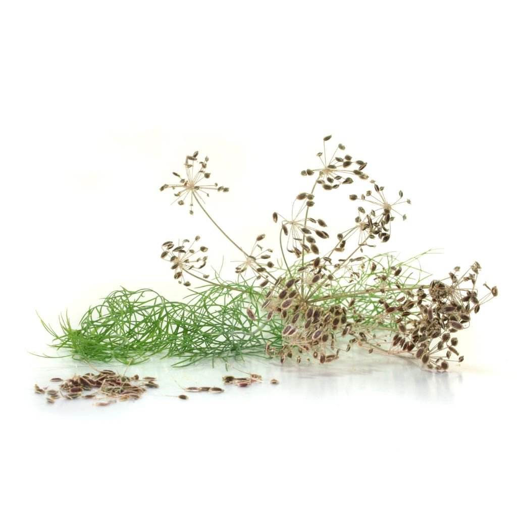 Dill Seed