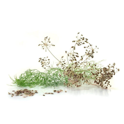 Dill Seed