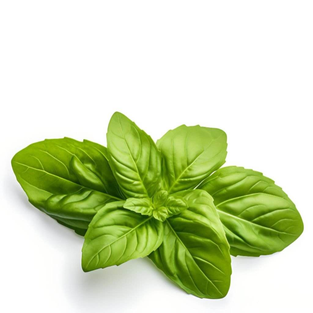 Basil Ground