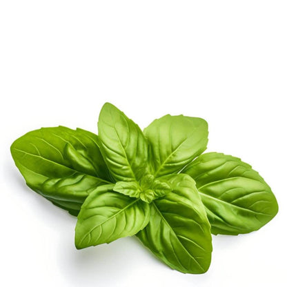 Basil Ground