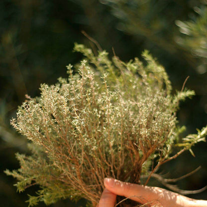 Herbes De Provence