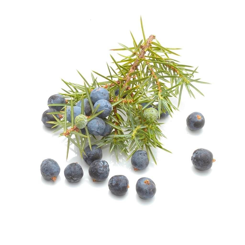 Juniper Berries