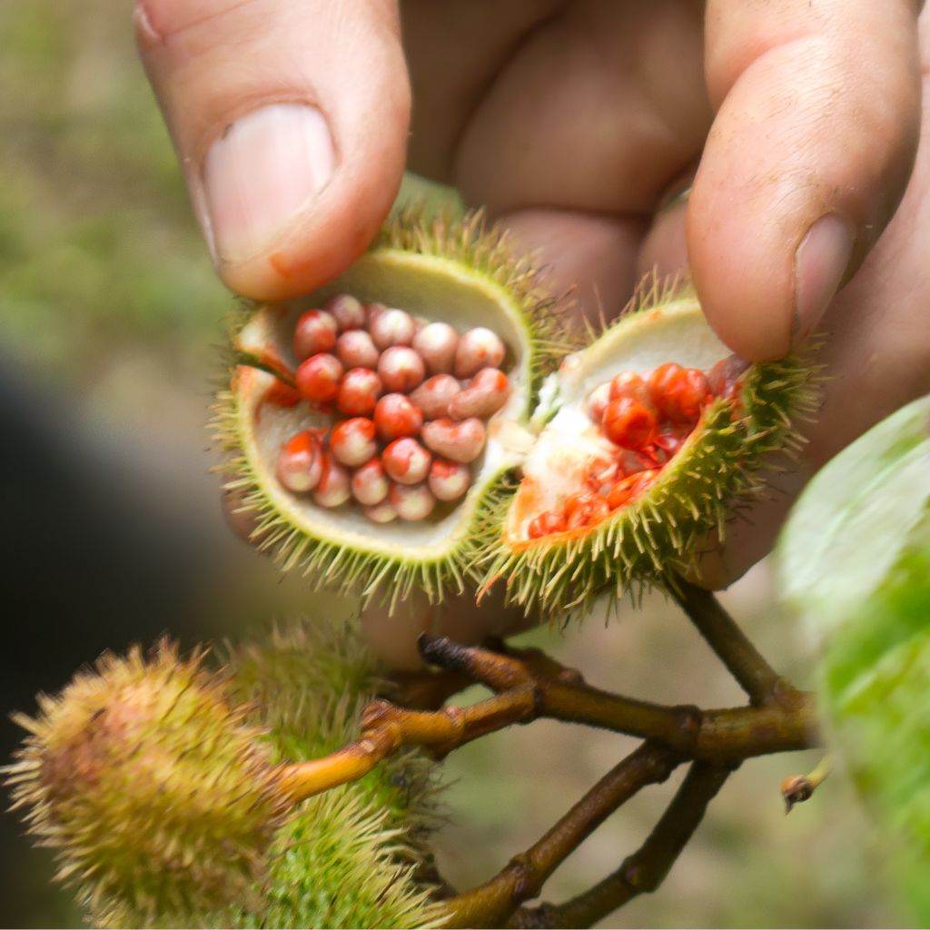 Annatto Seed