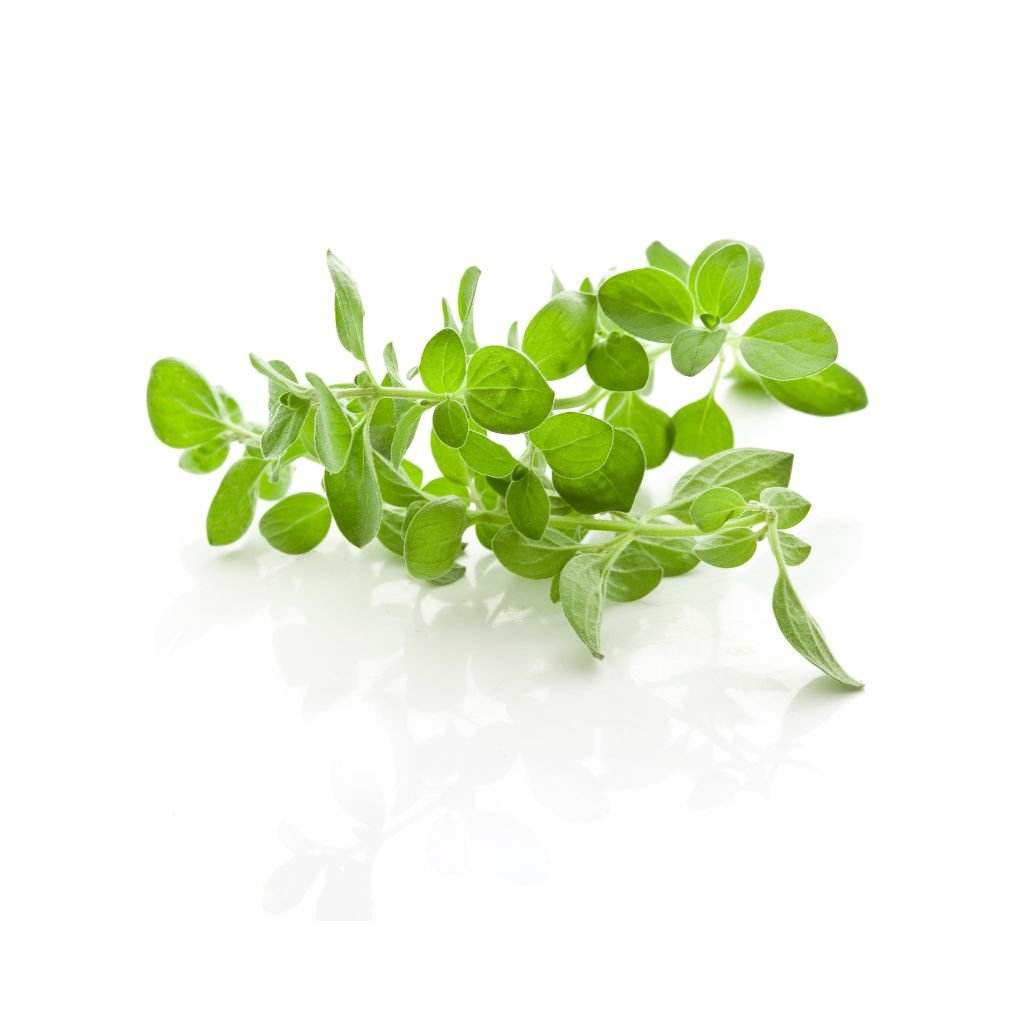 Oregano Leaves