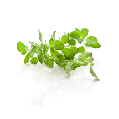 Oregano Leaves