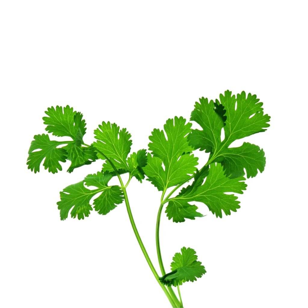 Cilantro Leaves