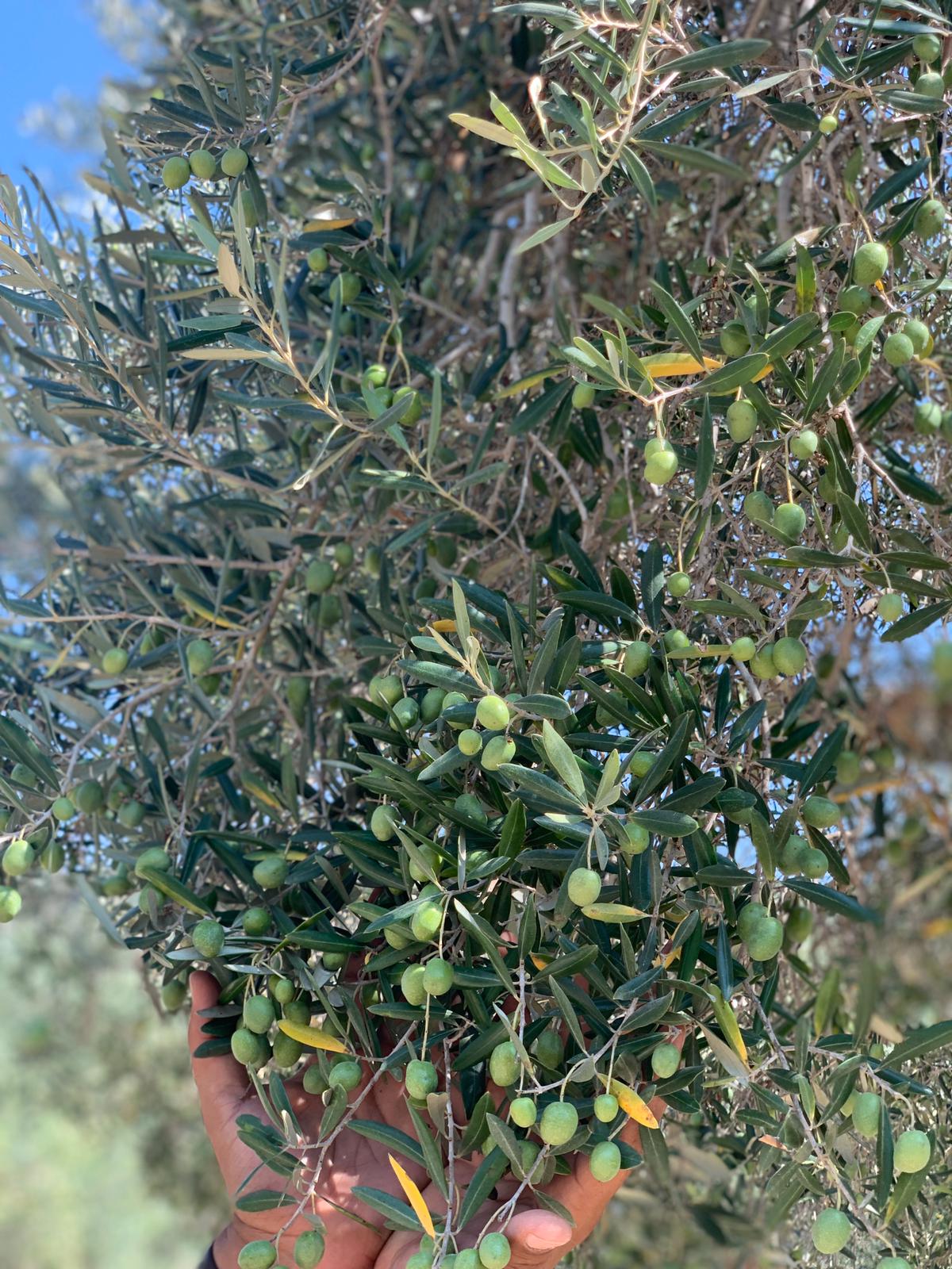 Rumi Extra Virgin Olive Oil