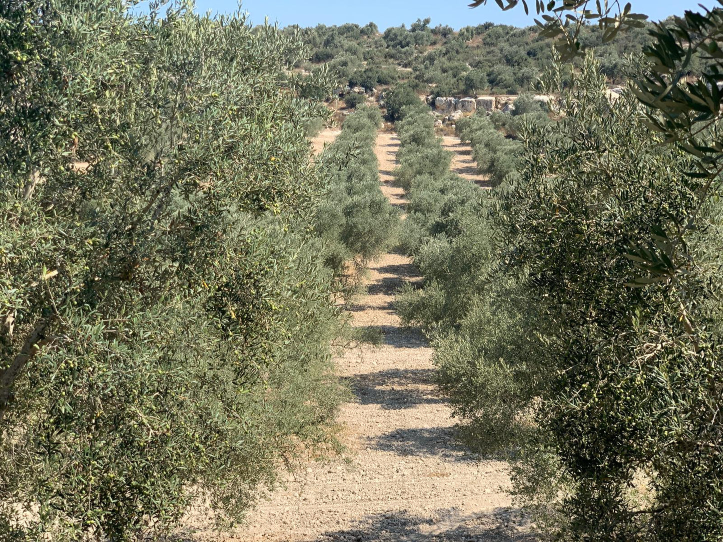 Rumi Extra Virgin Olive Oil