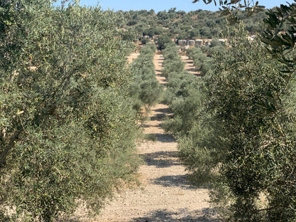 Rumi Extra Virgin Olive Oil