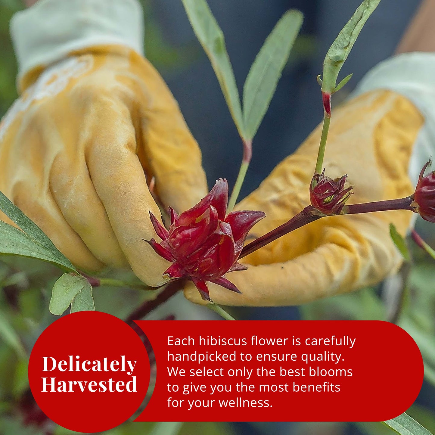 Dried Hibiscus Flowers