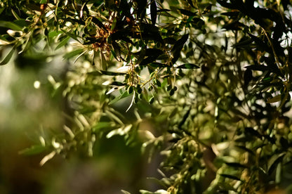 GOLD HARVEST SPANISH OLIVE OIL